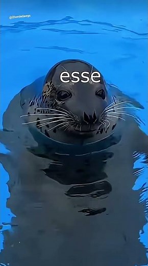 Robben tanzen 🦭🇩🇪