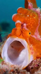Frogfish "Fastest Strike in the World | Sea deep