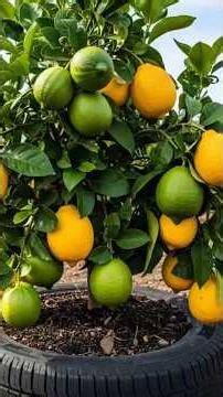 How to plant a lemon tree in a pot using the cutting method. #plants #gardening #cuttings #planting