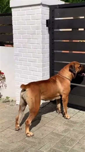 ￼Super power protective #reels #shortvideo #boerboels #viral #view