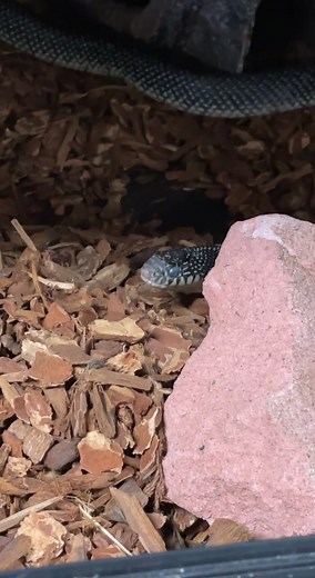 Ever heard a snake sneeze..? Well, now you have! But don't worry! She's just sneezing from her substrate being changed out, and her cloudy eyes are from being close to shedding! | Wildcat Glades
