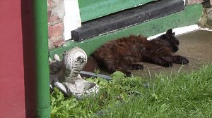 28K views · 1.7K reactions | Here’s a sneak preview of The Yorkshire Vet: Donkey Day Out. It sees Donkey Sanctuary Ambassador Peter take Jean and Steve down south to learn all about the charity’s fantastic work. London is calling, but is the Big Smoke ready for The Greens? Don’t miss it, this Tuesday at 8pm on Channel 5 | The Yorkshire Vet | Facebook