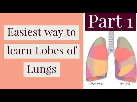 Easiest way to learn lobes of lungs| Introduction to respiratory system
