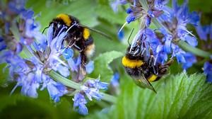 BBC Radio 2 - Radio 2's Big Bee Challenge - Designing your bee-friendly garden: What you need to know
