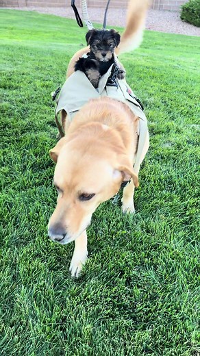 Meet Charlie, a new addition to our family! He's an 8-week-old Shorkie. Bear is our 5-year-old big baby and a Great Pyrenees/Golden Retriever/Lab mix. #Yorkie #ShihTzu #Shorkie ##puppy##greatpyrenees##goldenretriever##yellowlab##labradorretriever##puppytiktok##puppy##dogsoftiktok##doglife
