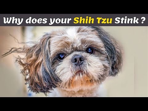 Why does my Shih tzu smell So bad ? & How to Fix it Quickly