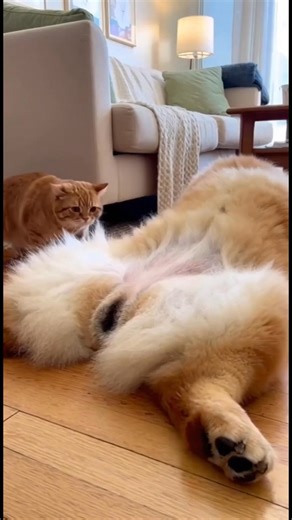Chow Chow Show AI - Afrinda Gunawan | Maple sneaks over to prank Chowchow while he’s sleeping 😈🐱Wrong move. Chowchow releases a nuclear-level fart ☢️💨Chernobyl vibes. Air turns... | Instagram