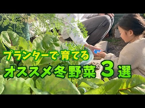 【プランター菜園】イチオシの秋冬野菜TOP3