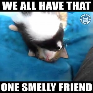 4.6M views · 89K shares | Stinky but cute: | The Pet Collective | Facebook