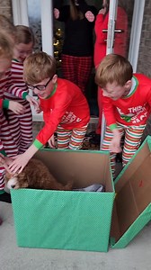 We surprised our kids with a new addition to our family for Christmas! Meet Ginger 🐶 #goldendoodle #Christmas #puppy #christmassurprise | Driskell Quints