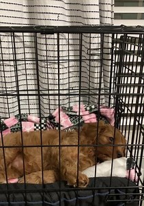 Cavapoo Puppy, Ruby, has hiccups