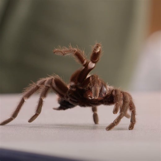 The screams are how we know they're learning 😌 Season 2 of #ARealBugsLife, inspired by Pixar's A Bug's Life and narrated by Awkwafina, is now streaming on Disney . | National Geographic