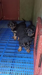 💥ပိစိလေးပဲ ရှိသေးတယ် သူက ကိုယ့်ကို ပြန်လာခြောက်နေသေးတာ 😁 (မျိုးရိုး/ရုပ်ပိုင်း/စိတ်ပိုင်း အလွန်ကောင်းလို့ မျိုးထုတ်ဖို့ ပျိုးထားတာပါ ဒီ အမလေးတွေရဲ့ ခန့်မှန်း တန်ကြေးက တစ်ကောင် 40/50 ခန့်ရှိပါတယ် Not For Sale / ရောင်းရန်မဟုတ်ပါ 🙏🙏🙏) | Kennel Pyin Oo Lwin