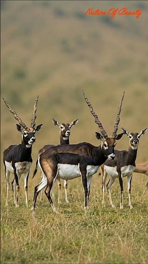 Wildlife Paradise 🦌🦆🦅 | Stunning Deer, Wild Cats, Ducks & Stork Bird Photography