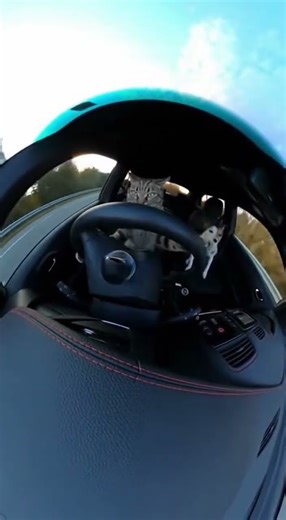 Worst Road Trip Ever! Cat Driver vs. Panicking Dog Passenger