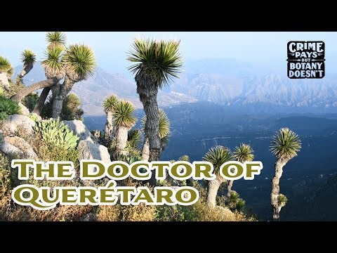 The Doctor of Querétaro and the Undescribed Fern