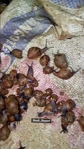 How do you take care of your baby snails?