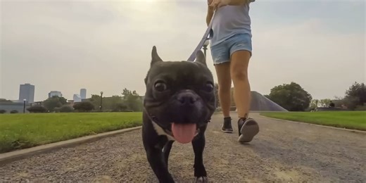 How to protect yourself and your pet from a dog attack on public trails