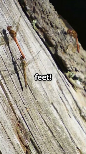 The Giant Dragonfly: Meganeura!#dragonfly #prehistoriccreatures #naturefacts #entomology #shorts