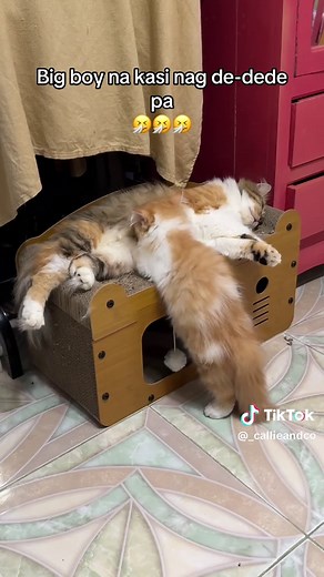 Kaya mo yan dong. Dede is life 🤧🤧 #callieandco #catsoftiktok #cattok #kittensoftiktok