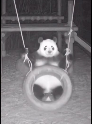 Discover the Cuteness of Pandas in Action