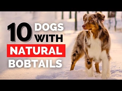 10 Dog Breeds with Natural Bobtails