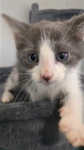 Meet "Grover Underwood" a Domestic Shorthair currently available for adoption! 5/31/2026 10:40:45 AM