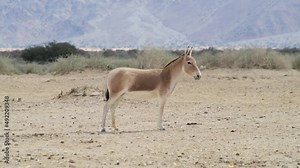 Onager is semi-domesticated donkey inhabits nature reserve parks in the Middle East