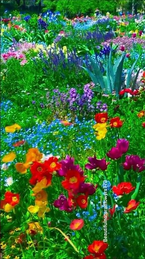 “Romantic Flowers Garden 🌷✨| Relaxing Nature Video in 4K UHD”