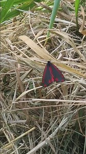 Cinnabar Moth In Great Britain