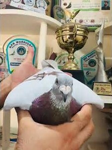 Team Weis.. #pigeon101 #electronicmusic #pigeonbird #kabootar #pigeonhouse #musicgenre #birds #pets