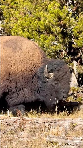 Bison in Yellowstone National Park 🦬🏔️🌲🇺🇸 #yellowstone #wildlife #wyoming