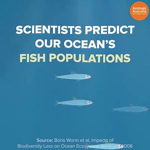 32K views · 293 reactions | Overfishing is destroying our oceans. But is farming fish any better? 樂️ | Animals Australia | Facebook