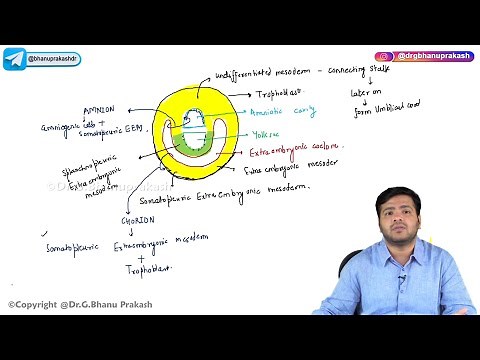 10. Second Week Of Development : Embryology