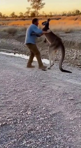 Kangaroo Attacks Man – Real Outback Footage Caught on Camera 😳🔥
