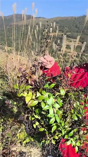 这种野果你那边叫着什么？山上采了一大把，敢不敢吃？有知道的告知一下！#农村生活 #农村生活记录 #农村