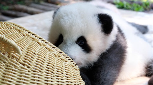 The baby panda dives into the bamboo basket, is she playing hide-and-seek with you? (Cheng Lang) #HiPanda #ChengduPandaBase #BestJobInTheWorld Sweet memories of panda baby and mom, please check out: https://t.hk.uy/bBwP | iPanda