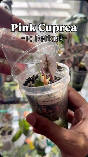 Isaiah chatman on Instagram: "Full Deflask Breakdown 🩷⬇️ (Save this for later) 1. Order a premium Tissue culture (link to my favorite is in my bio) 2. Wash your hands, or use gloves if you prefer. TC (tissue culture) grows in a sterile environment, so cleanliness is key. 3. Carefully remove the plantlets from the bag/jar. 4. Prepare 2 bowls: • 1 with plain water • 1 with water + cleaning solution (betadine or a little hydrogen peroxide works too). 5. Use the plain water to gently rinse off all 