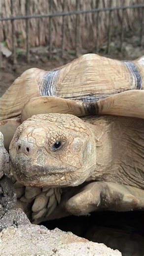 What kind of Prehistoric creature is this?