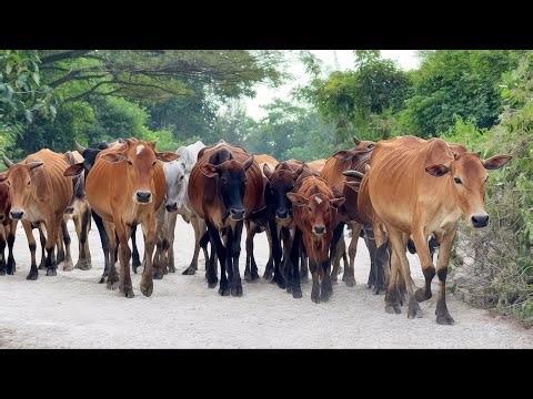 Video Gembala Sapi Lembu digiring Melalui Perdesaan menuju Ke Kandang Peternakan Hewan Ternak sapi