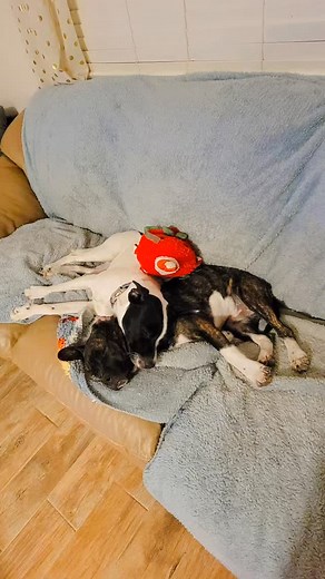 11 reactions | They're inseparable  | Jessica Elaine Nelson | Facebook