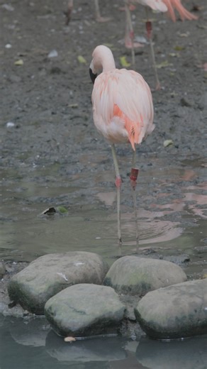 Flamingo Flamingos or flamingoes[a] (/fləˈmɪŋɡoʊz/) are a type of wading bird in the family Phoenicopteridae, which is the only extant family in the order Phoenicopteriformes. There are four flamingo species distributed throughout the Americas (including the Caribbean), and two species native to Afro-Eurasia. A group of flamingos is called a "flamboyance",[2] or a "stand".[3] The name flamingo comes from Portuguese or Spanish flamengo 'flame-colored'; in turn, the word comes from Provençal flame