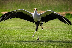 Fodor’s Investigates: What Is This Glamorous Bird and Where Can I See It?