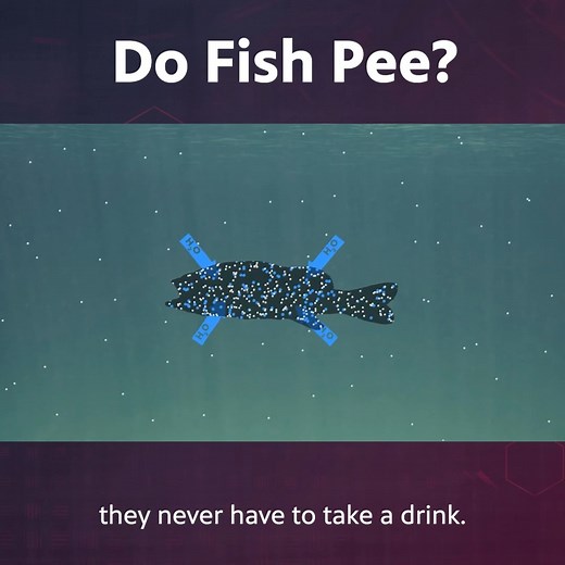 Do Fish Pee? | Be Smart