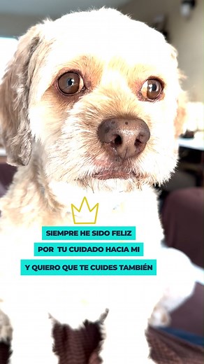 Un lazo inseparable de bienestar 🐾💙 Cuidar la salud no es solo para nosotros, también para nuestras queridas mascotas. Juntos, formamos un equipo imparable en la búsqueda de una vida plena y feliz. ¡Cuidémonos y cuidemos a nuestros fieles compañeros! 🌟🏥 | Ministerio de Salud Pública y Asistencia Social