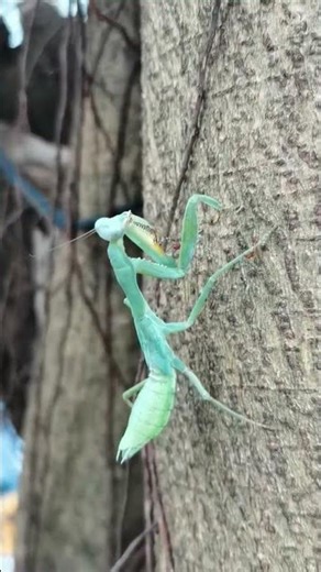 Mantis a predatory insect known for folded"praying" forelegs and triangular,180 degree rotating head