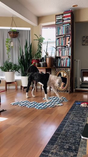 Amazing Talking Dog Learns Human Language | Best Dog Video