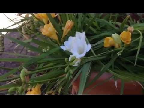 Freesia Flowers - How to Grow and Multiply!