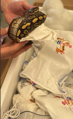 39 live pythons found hidden in tractor at Laredo border crossing