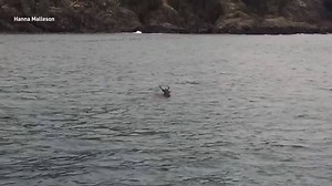 87K views · 996 reactions | Whale-watchers off the coast of Victoria, B.C. were stunned to see a deer swimming in the ocean, while killer whales swam nearby. | The Weather Network | Facebook
